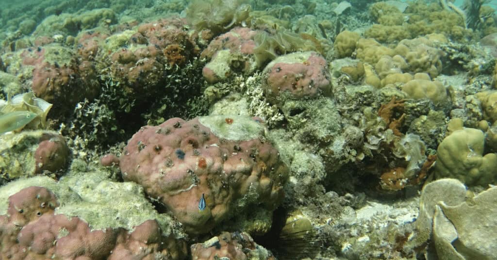 Lusong Coral Garden